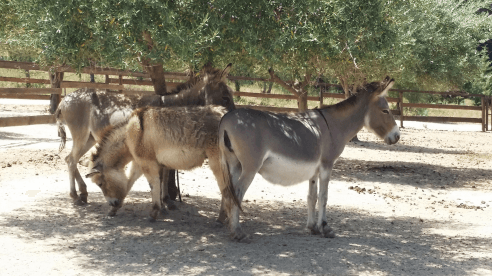 Tour dell'Asinara