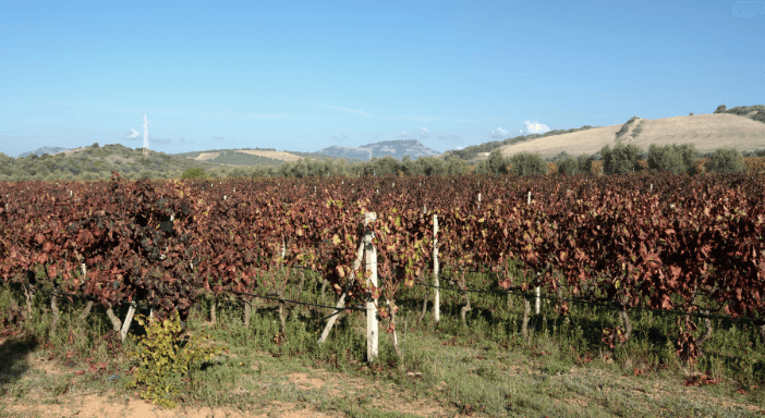 TENERIFE GOURMET: 7 GIORNI DI VINO, SAPORI E LUSSO