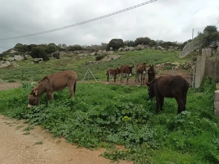 TREKKING CON BURROS ENTRE LOS SENDEROS DEL ‘900